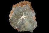 Triassic Petrified Wood (Araucaria) Log - Circle Cliffs, Utah #113281-1